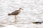 Ruff