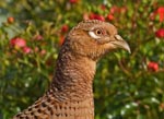 Hen Pheasant