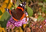 Red Admiral