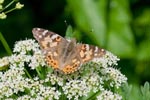 Painted Lady