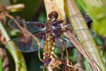 Broad-Bodied Chaser