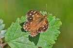 Speckled Wood