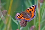 Small Tortoiseshell