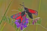 6-Spot Burnet