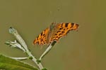 Comma