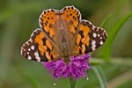 Painted Lady