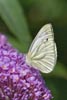 Green-veined White 