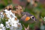 Hummingbird Hawkmoth