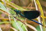 Banded Demoiselle