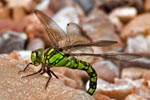 Southern hawker