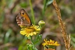 Small Heath