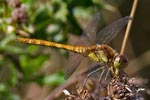 Common Darter