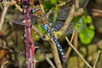 Migrant Hawker