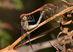 Common Darters