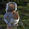 Grey Squirrel