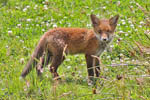 Fox Cub