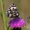 Marbled White