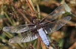 Broad-Bodied Chaser