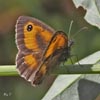 Gatekeeper Male