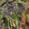 Golden-ringed Dragonfly