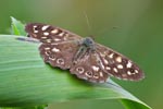 Speckled Wood