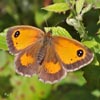 Gatekeeper Female