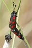 Burnet Moths