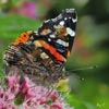 Red Admiral