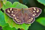 Speckled Wood