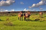 Exmoor Ponies