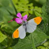 Orange Tip