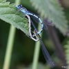 Common Blue Damsel