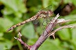 Common Darter