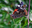 Red Admiral