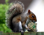 Grey Squirrel