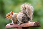 Grey Squirrel