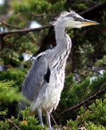 Young Heron at Yelland